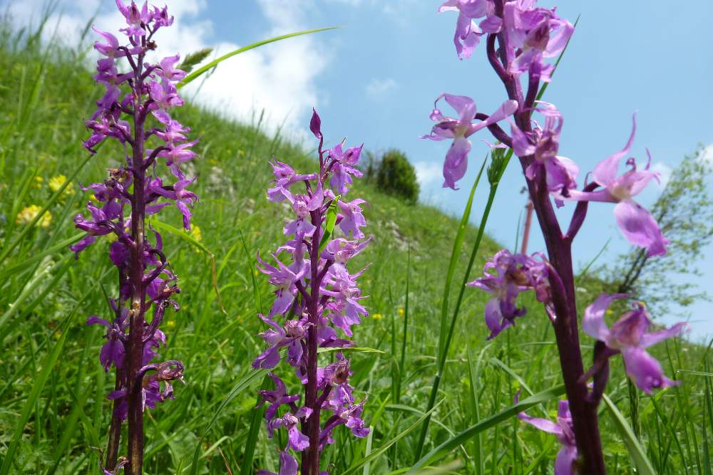 Orchidea da identificare